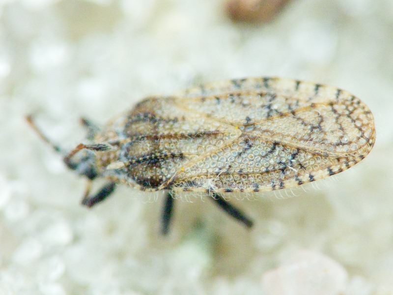 Tingis (Neolasiotropis) pauperata (Puton, 1879)